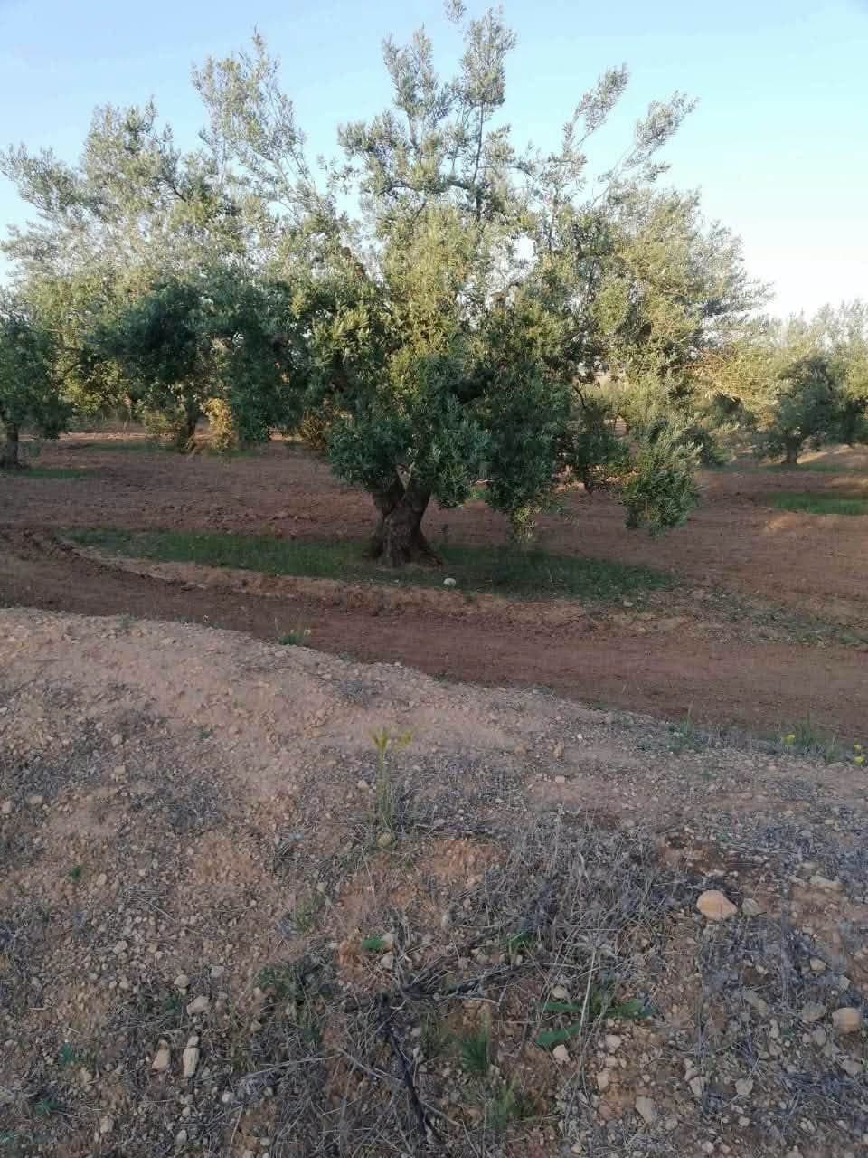 صفوف الزياتين والأرض محروثة بينها