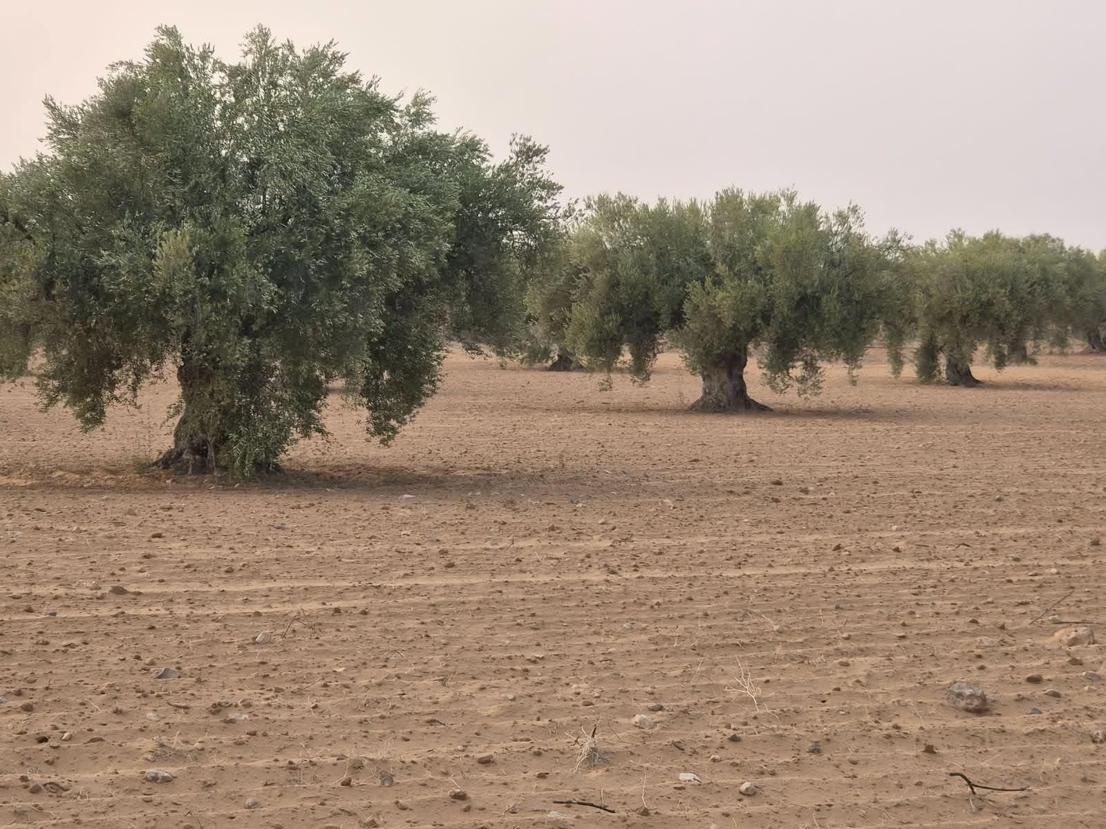 زيتونة مسنّة قائمة الذات والأرض الرملية محروثة حولها