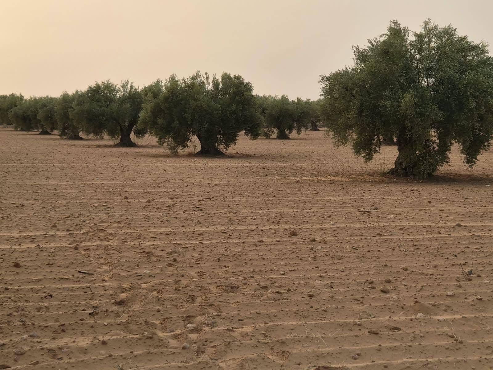 صفوف الزياتين المتباعدة على تباعد 24 متراً