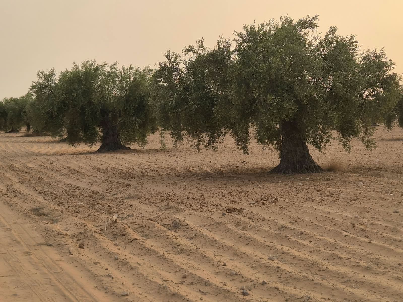 جذوع عريضة لزياتين قديمة وأرض عيثة محروثة