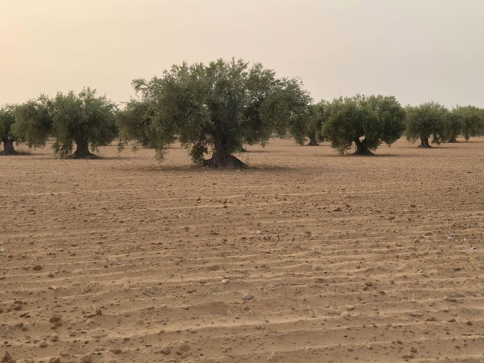 الضيعة من وسطها: زياتين على مدّ النظر