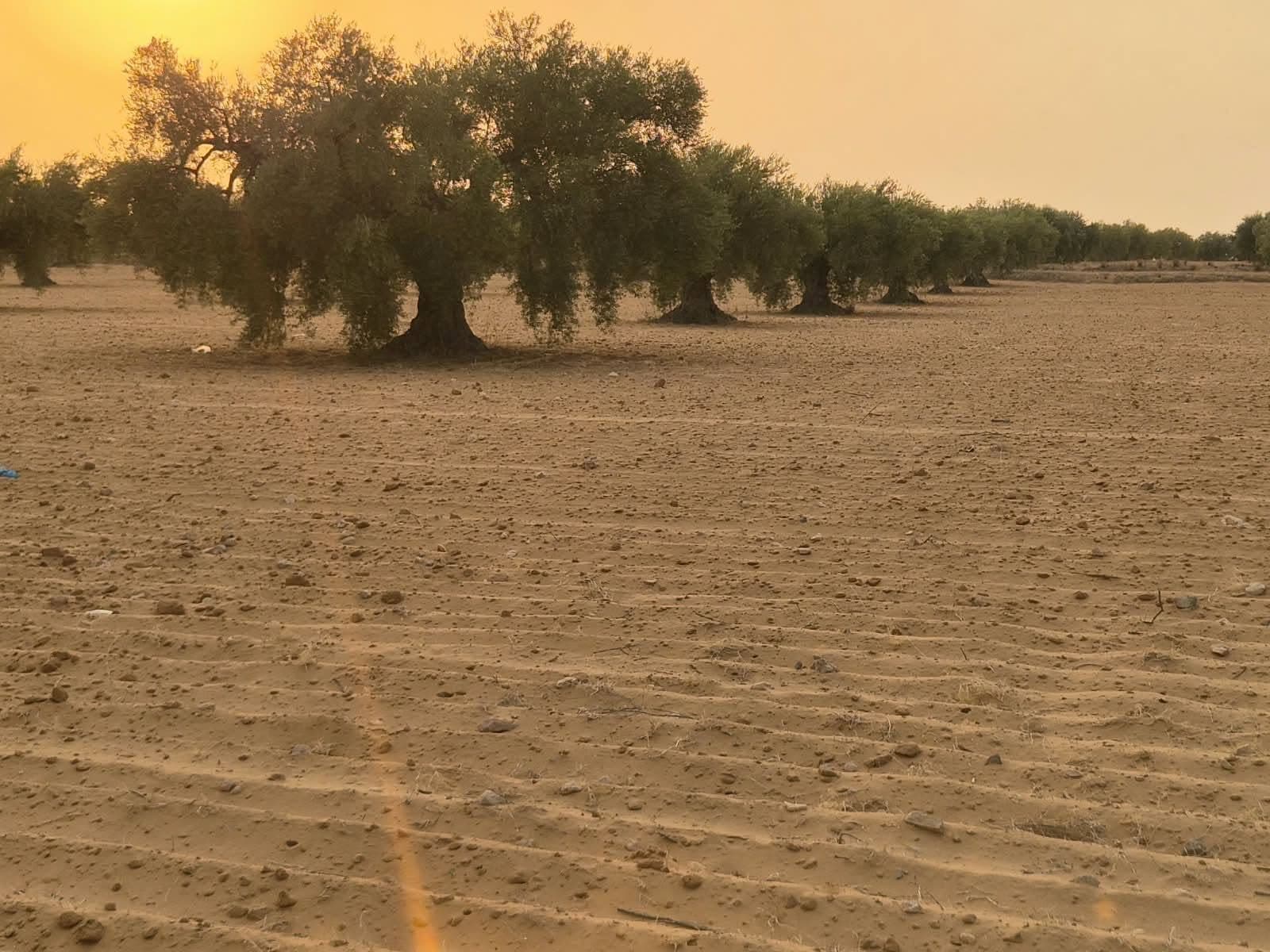 الضيعة عند المغرب والشمس وراء الزياتين