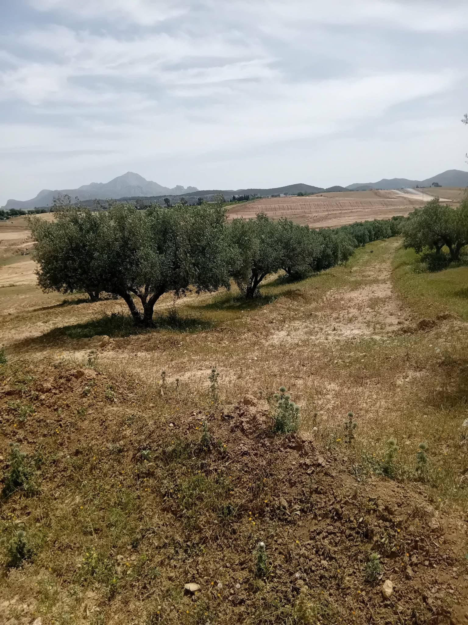 صفوف الزياتين في الضيعة وجبال زغوان في الخلفية