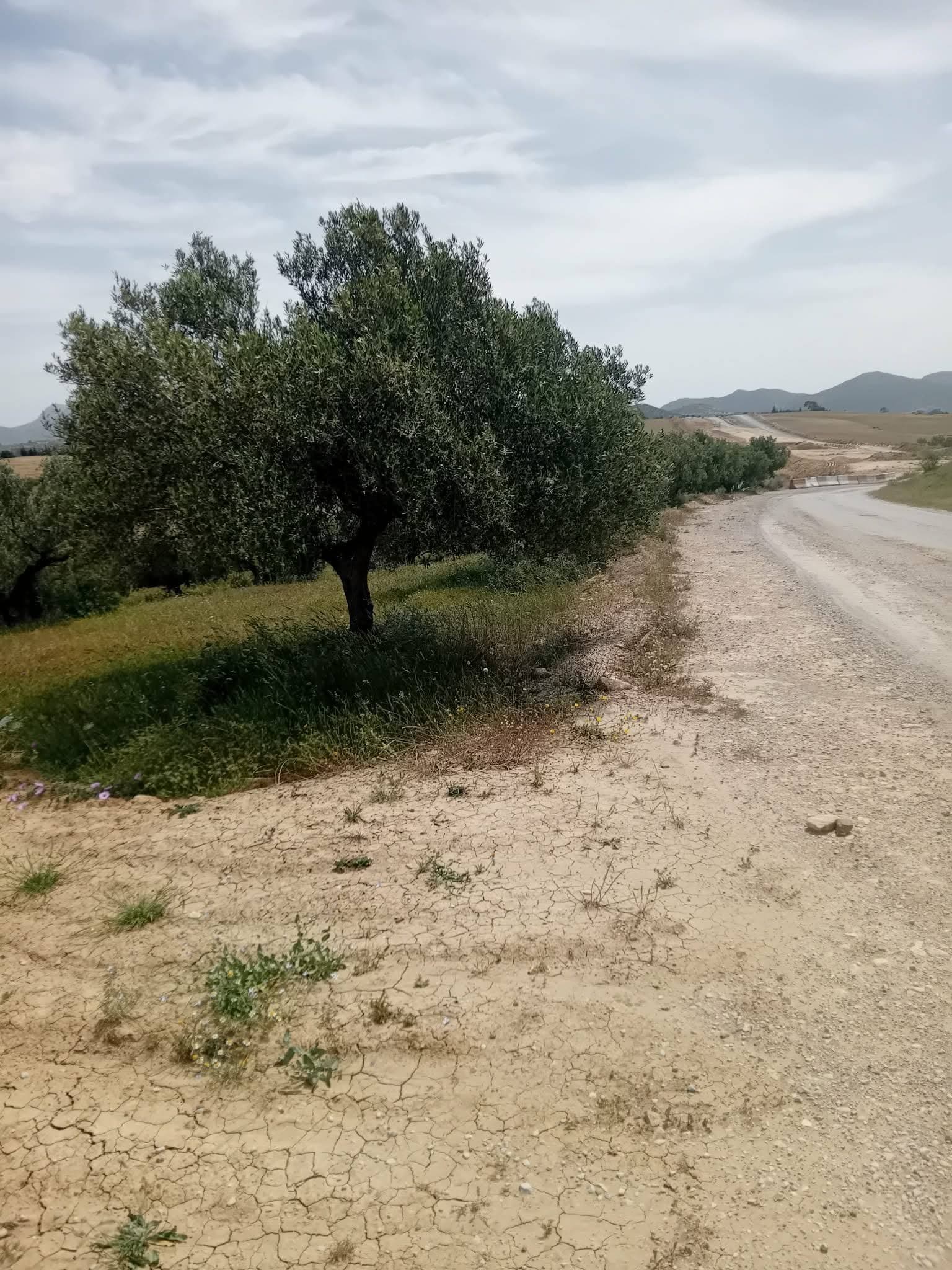 زيتونة على حافة المسلك المهيّأ المحاذي للأرض