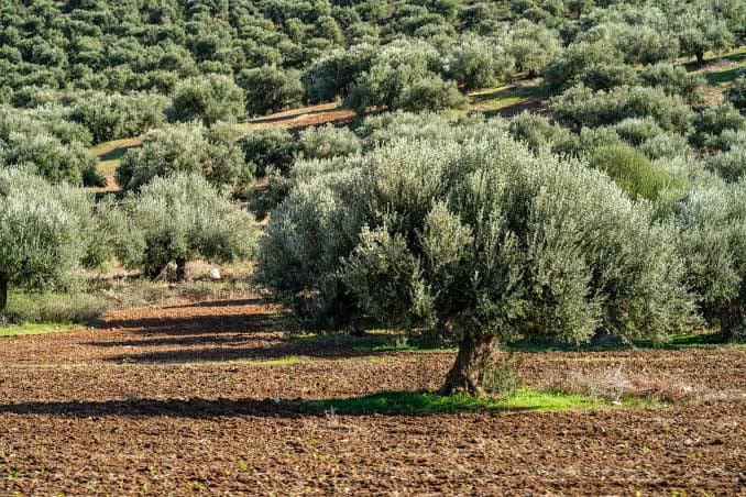 Alte Olivenbäume mit mächtigen Stämmen, darunter ausgebreitete Erntenetze